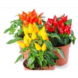 nasiona Papryka ozdobna swikx252