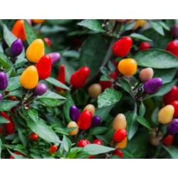 nasiona Papryka ozdobna swikx252