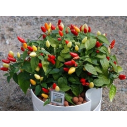 nasiona Papryka ozdobna swikx252