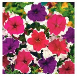 nasiona Petunia białoobrzeżna swikx261
