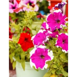 nasiona Petunia białoobrzeżna swikx261