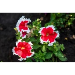 nasiona Petunia białoobrzeżna swikx261