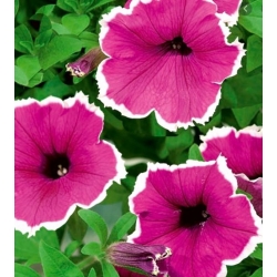 nasiona Petunia białoobrzeżna swikx261