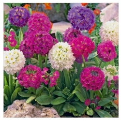 nasiona Pierwiosnek ząbkowany swikx153