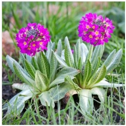 nasiona Pierwiosnek ząbkowany swikx153