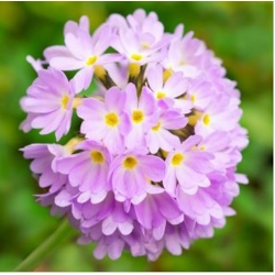 nasiona Pierwiosnek ząbkowany swikx153