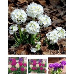 nasiona Pierwiosnek ząbkowany swikx153