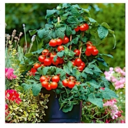 nasiona Pomidor Maskotka swikx257