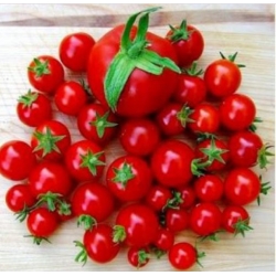 nasiona Pomidor Maskotka swikx257