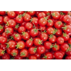 nasiona Pomidor Maskotka swikx257
