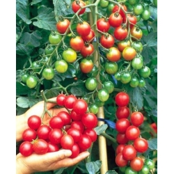 nasiona Pomidor Maskotka swikx257