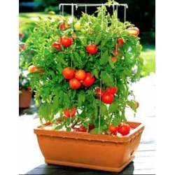 nasiona Pomidor Maskotka swikx257