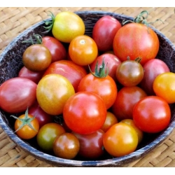 nasiona Pomidor Maskotka swikx257