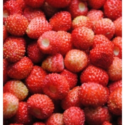 nasiona owoców Poziomka Attila