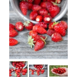 nasiona owoców Poziomka Attila