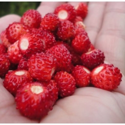 nasiona owoców Poziomka Attila