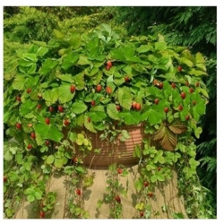 nasiona owoców Poziomka Attila zwisająca