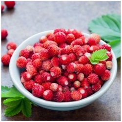 nasiona owoców Poziomka Attila zwisająca