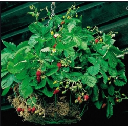 nasiona owoców Poziomka Attila zwisająca