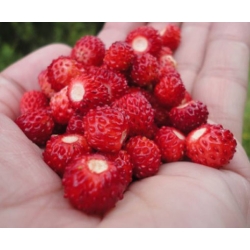 nasiona owoców Poziomka Attila zwisająca