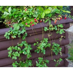 nasiona owoców Poziomka Attila zwisająca