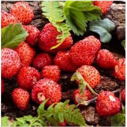 nasiona owoców Poziomka Attila zwisająca