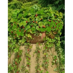 nasiona owoców Poziomka Attila zwisająca