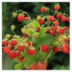 nasiona owoców Poziomka Baron von Solemacher