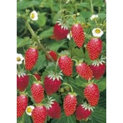 nasiona owoców Poziomka Baron von Solemacher