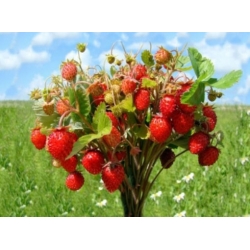 nasiona owoców Poziomka Baron von Solemacher