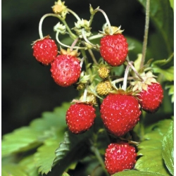 nasiona owoców Poziomka Baron von Solemacher