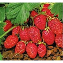 nasiona owoców Poziomka Baron von Solemacher