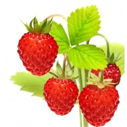 nasiona owoców Poziomka Baron von Solemacher