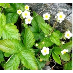 nasiona owoców Poziomka Baron von Solemacher