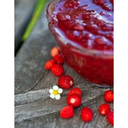 nasiona owoców Poziomka Baron von Solemacher