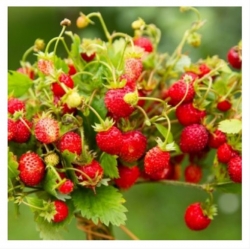 nasiona owoców Poziomka bezrozłogowa