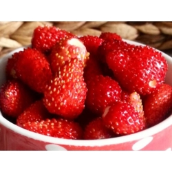 nasiona owoców Poziomka bezrozłogowa