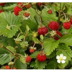 nasiona owoców Poziomka bezrozłogowa