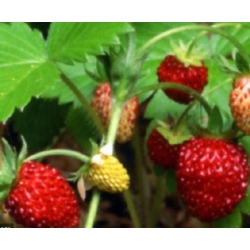 nasiona owoców Poziomka bezrozłogowa