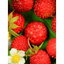 nasiona owoców Poziomka bezrozłogowa