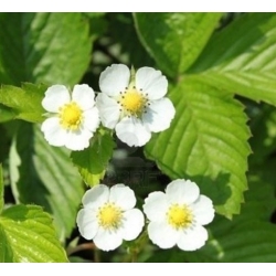 nasiona owoców Poziomka bezrozłogowa