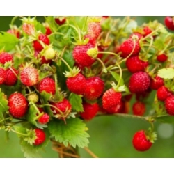 nasiona owoców Poziomka bezrozłogowa