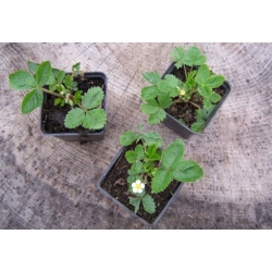 nasiona owoców Poziomka bezrozłogowa