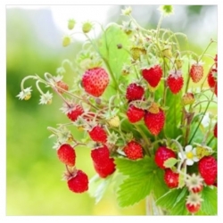 nasiona owoców Poziomka Rugia