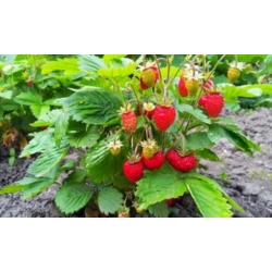 nasiona owoców Poziomka Rugia