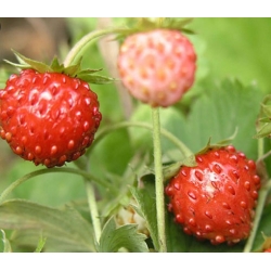 nasiona owoców Poziomka Rugia