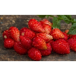 nasiona owoców Poziomka Rugia