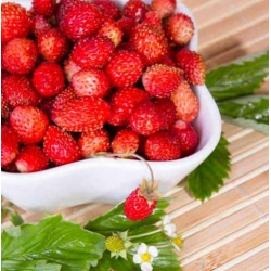 nasiona owoców Poziomka Rugia