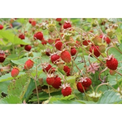 nasiona owoców Poziomka Rugia