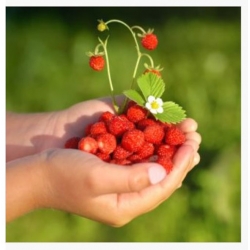 nasiona owoców Poziomka Rugia